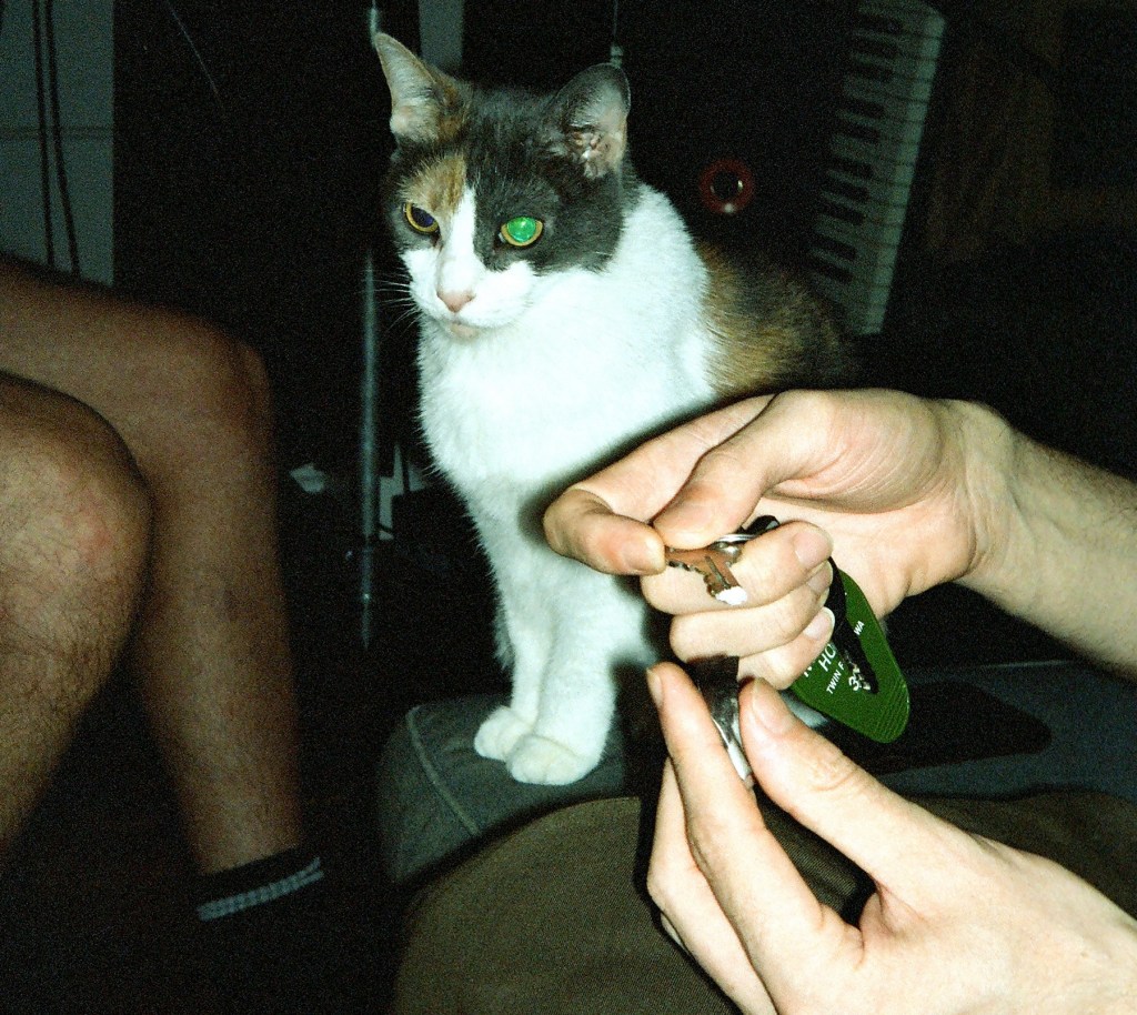 A person holds a key full of white powder while a cat looks on