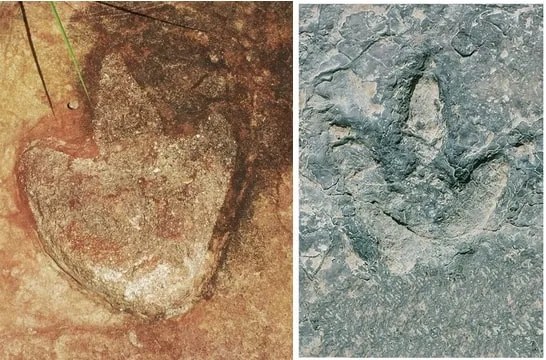 Matching Dinosaur Footprints Found on Two Separate Continents