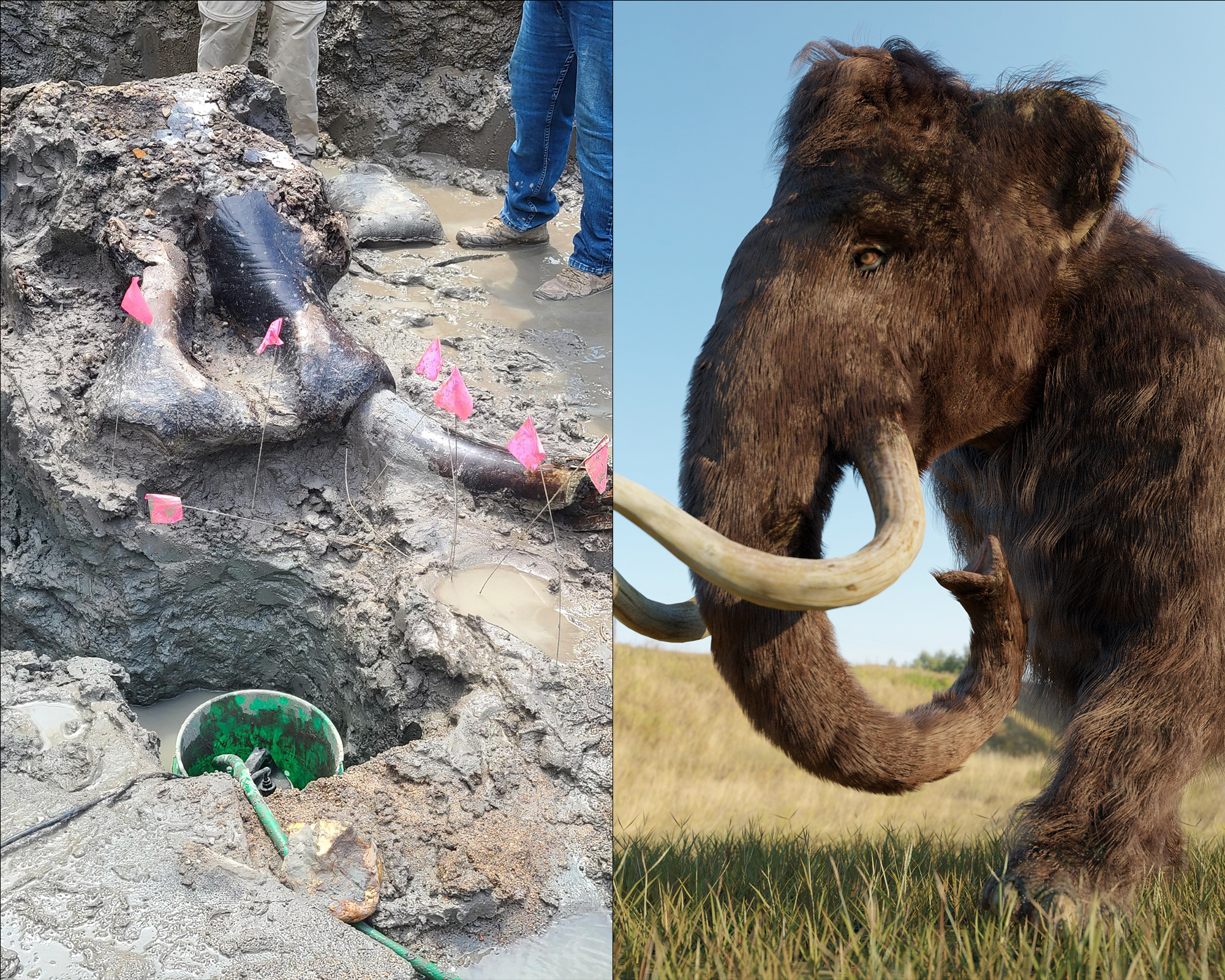 13,600-year-old mastodon skull discovered in Iowa riverbed