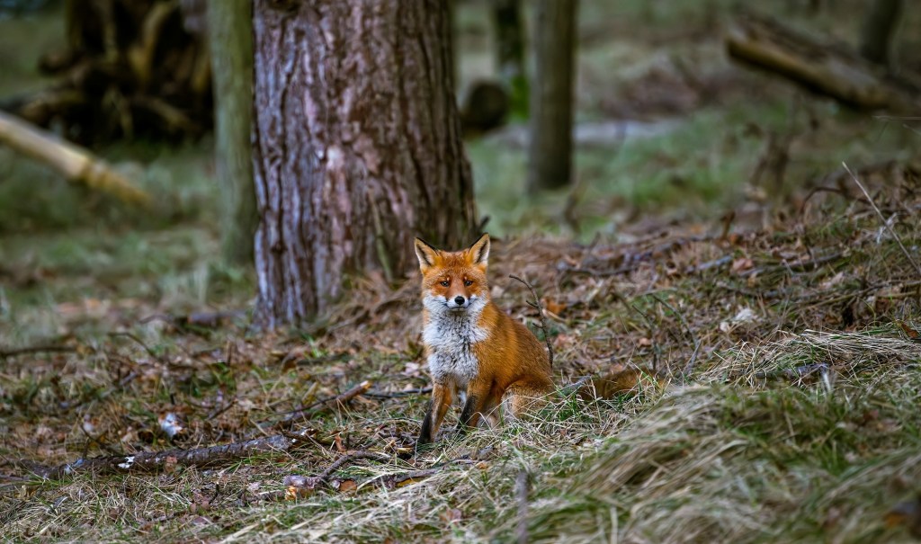 Fox in forest. A lonely fox in the forest. Lonely fox. Fox in nature; Shutterstock ID 2426652305; purchase_order: vice.com; job: ; client: ; other: