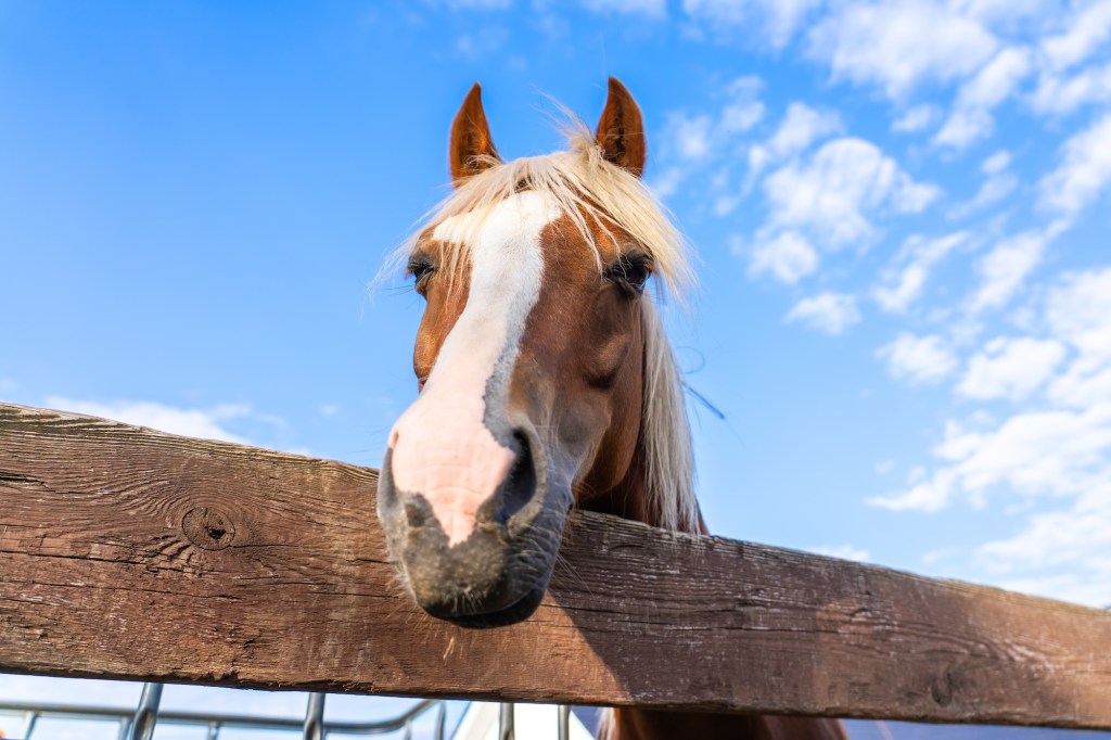 horse portrait