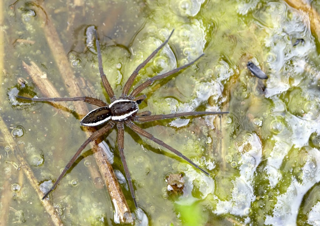 Fen raft spider