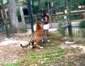 nj tiger zoo woman