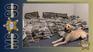 operation sweet silence georgia drug bust