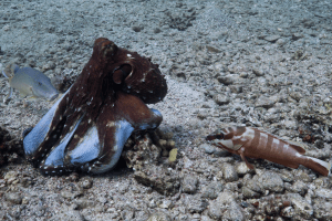 An octopus cyanea hunts with a blacktip grouper on one side and a gold-saddle goatfish on the other.