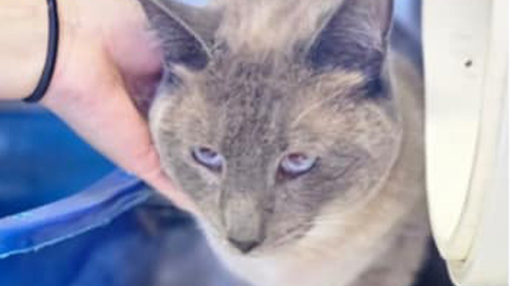 This Lost Cat Survived a 1000-Mile Journey After Getting Lost in Yellowstone