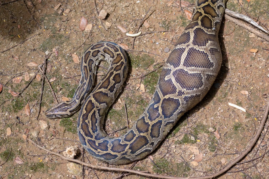 burmese python florida everglades