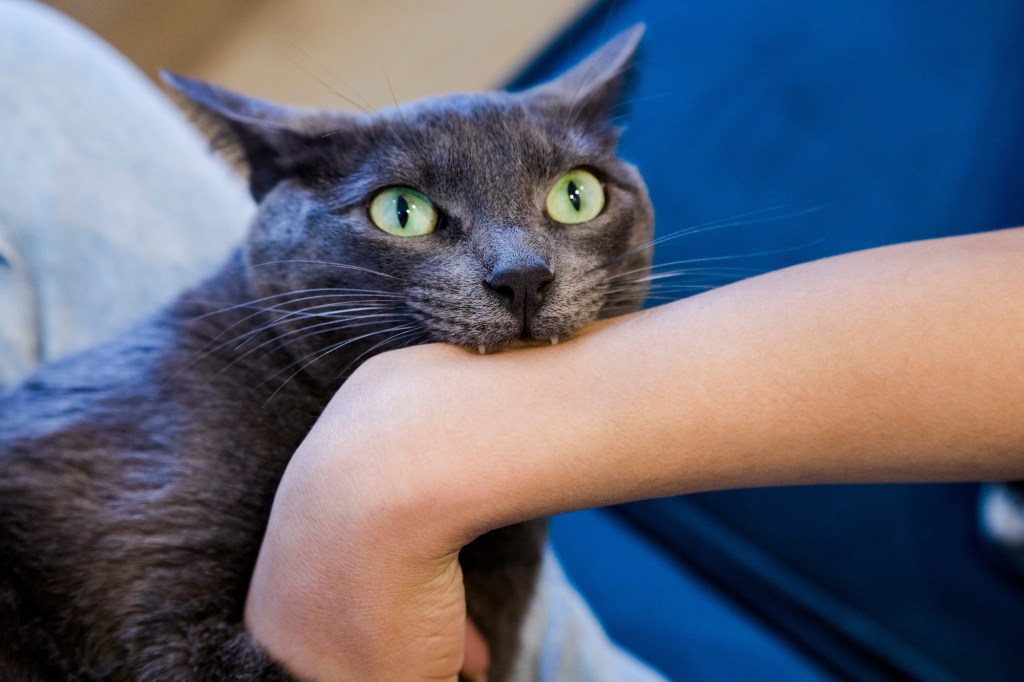 Grey cat biting a woman's arm. Playing with cat, healthy and strong fangs.;