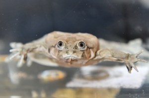 The Titicaca water frog