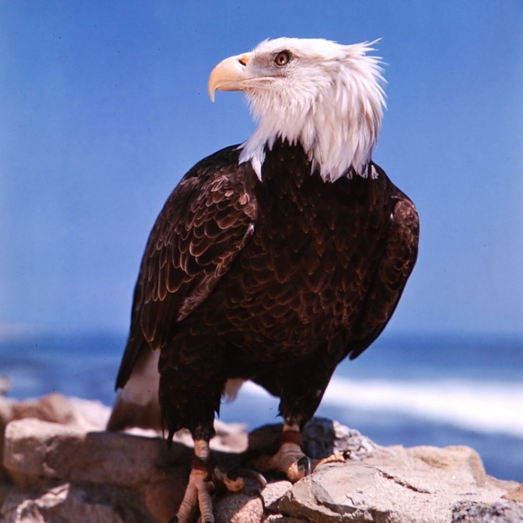 American eagle standing on a rock, 1949. Photo by J R Eyerman/The LIFE Picture Collection/Shutterstock.