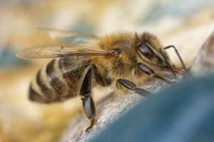 closeup of a bee