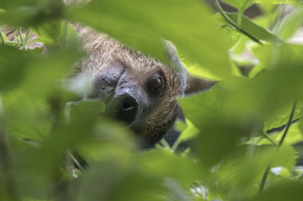 Two-fingered sloth extinction