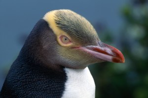 Yellow-eyed Penguin or Hoiho new zealand