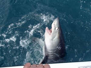 A porbeagle shark off the cost of Cornwall, Britain, in 2015. Photo by Jerryrogers/Bournemouth News/Shutterstock