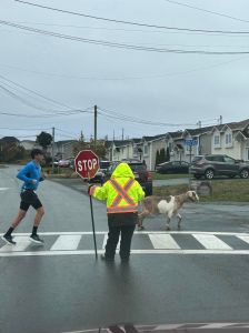 Rogue Goat Enters Marathon in Newfoundland, Wins Medal