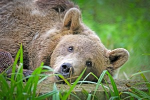 brain surgery on a bear