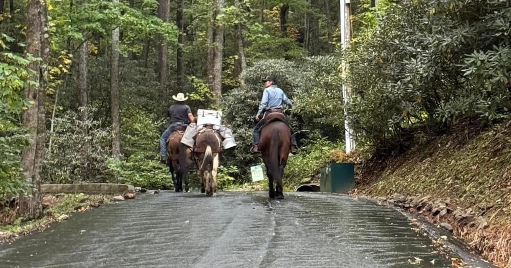 Mules Transport Supplies and Medicine to Flooded North Carolina