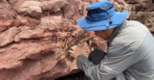 Chinese expert collecting fossil specimen