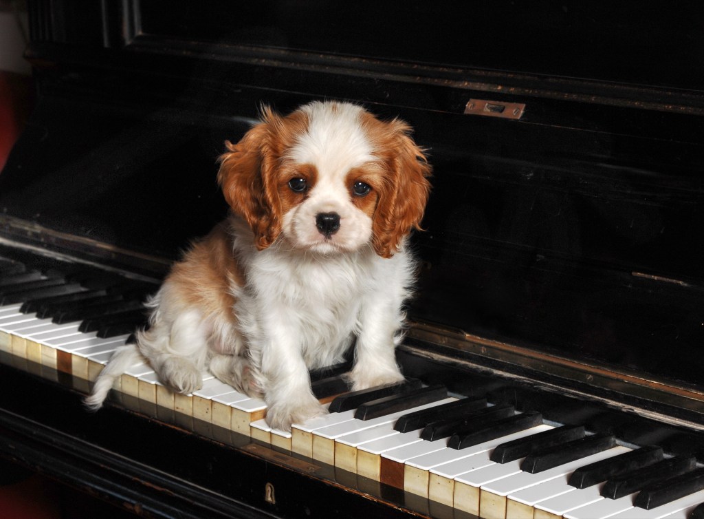 music therapy for dogs