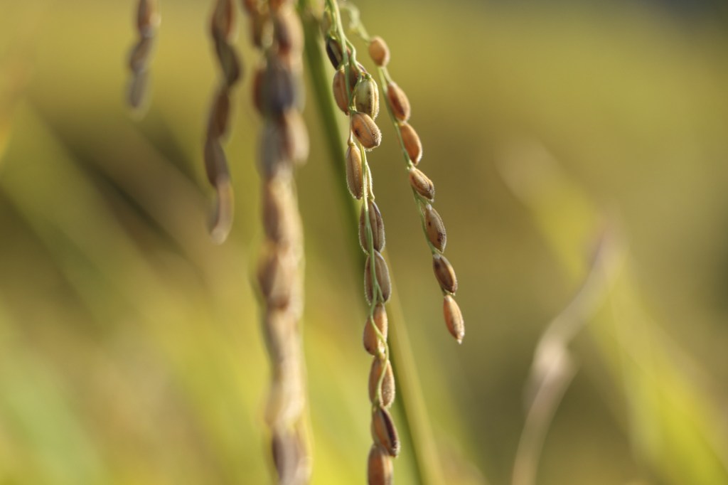 healthy rice