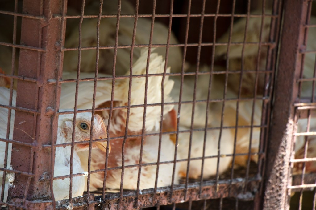 chickens in cage