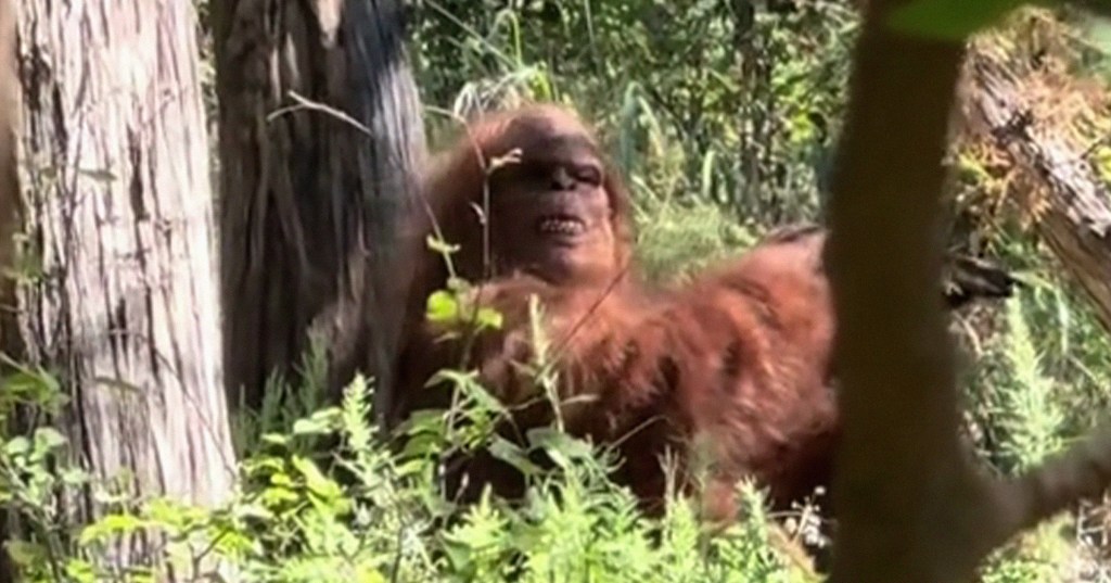 bigfoot sighing jacks links beef jerky costume