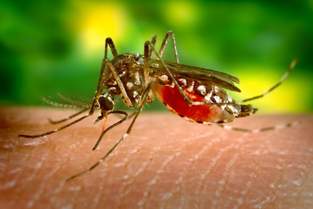 dengue-fever-on-the-rise-in-florida-after-hurricanes-helene-and-milton