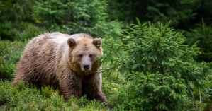 brown bear