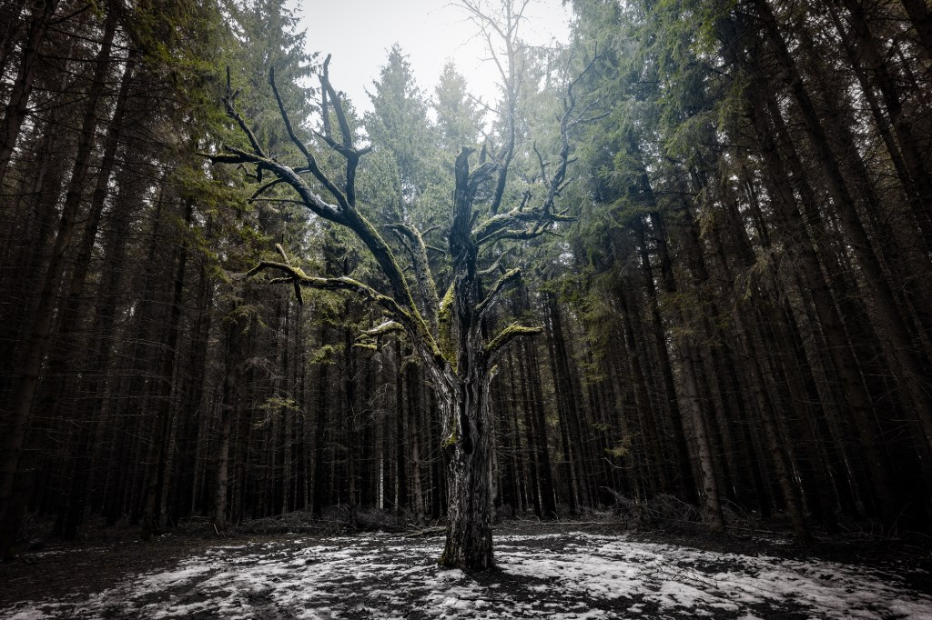 look-out-for-zombie-trees-this-autumn