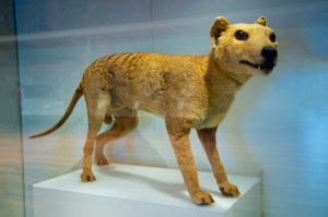 Thylacine tasmanian tiger genome extinct bring back