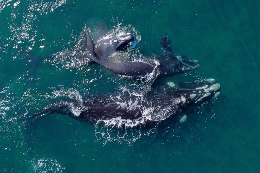 whale-orgy-spotted-off-the-southern-coast-of-australia