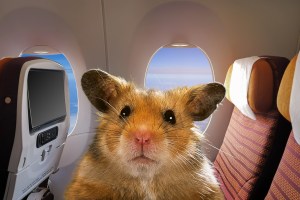 132-escaped-hamsters-wreaked-havoc-on-an-airplane-for-4-days