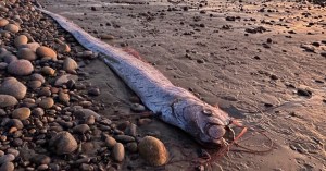 Oarfish