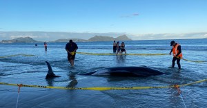 beached whale