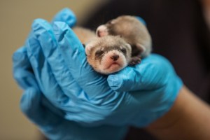 cloned black footed ferret babies