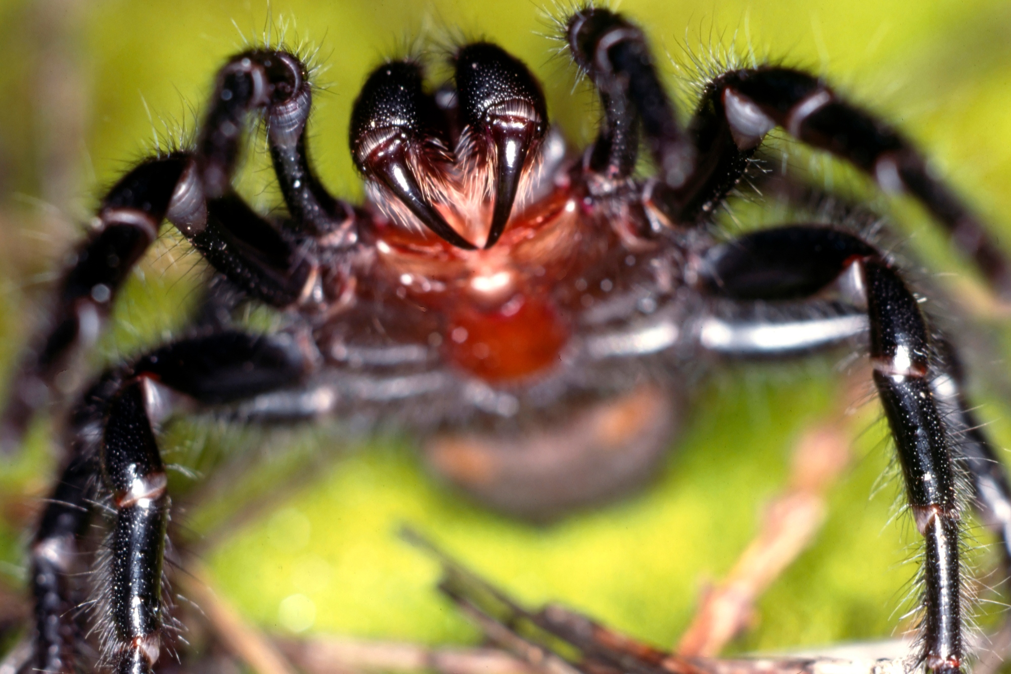 Watch Out for These Deadly Spiders—Scientists Want to Milk Them