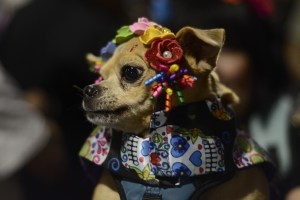 day of the dead dog