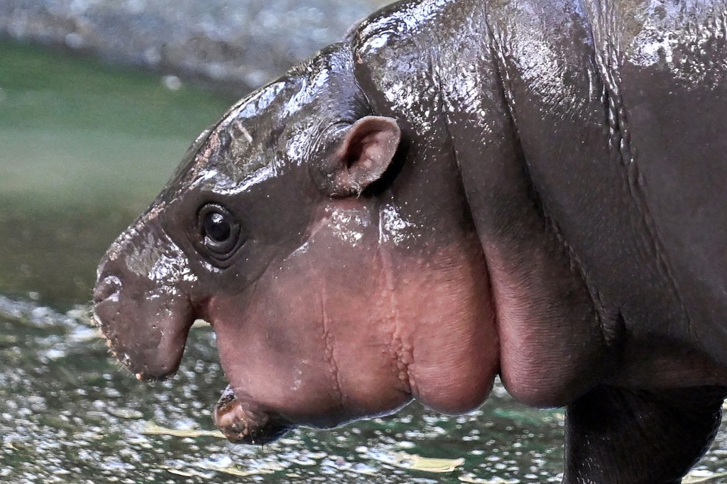 edinburgh-zoo-welcomes-haggis-a-pygmy-hippo-after-moo-dengs-crown