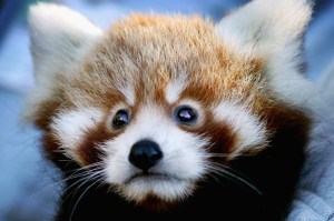 fireworks-scared-red-panda-cub-death-bonfire-night