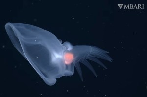 ghostly-sea-slugs-venus-fly-traps