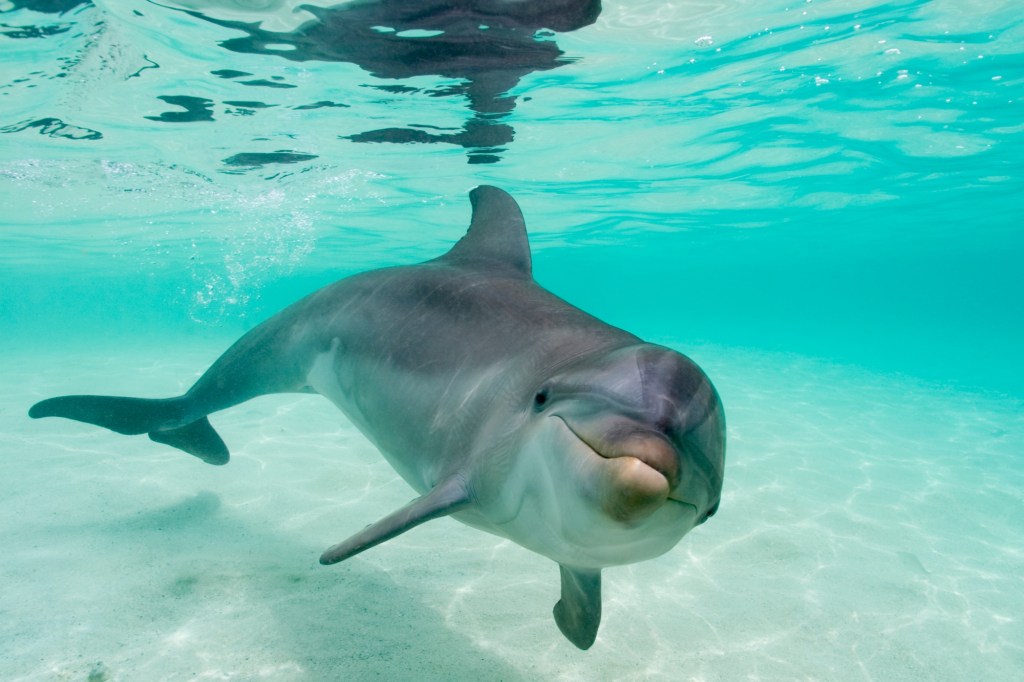 lonely-dolphin-recorded-talking-to-himself-baltic-sea