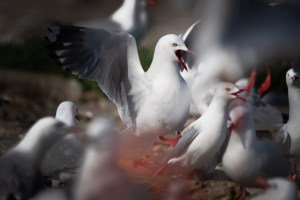 new-zealand-businesses-overrun-gull-poop