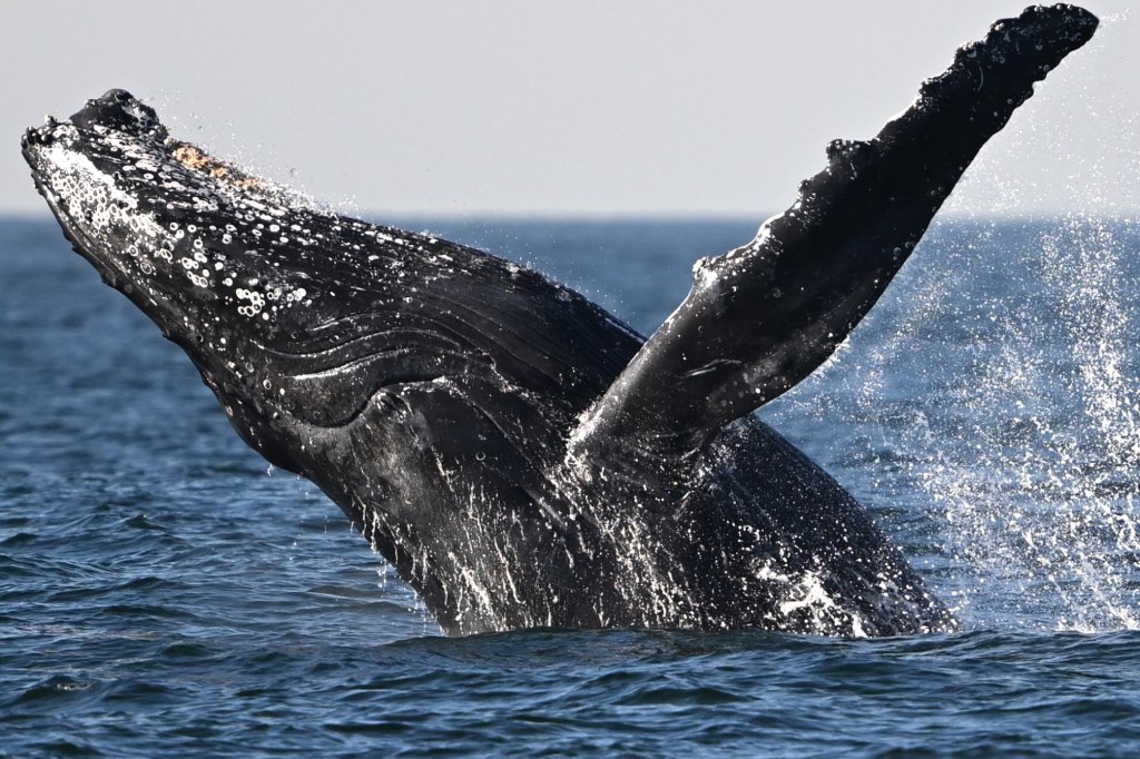 scientists-are-dumping-fake-whale-poop-into-the-ocean