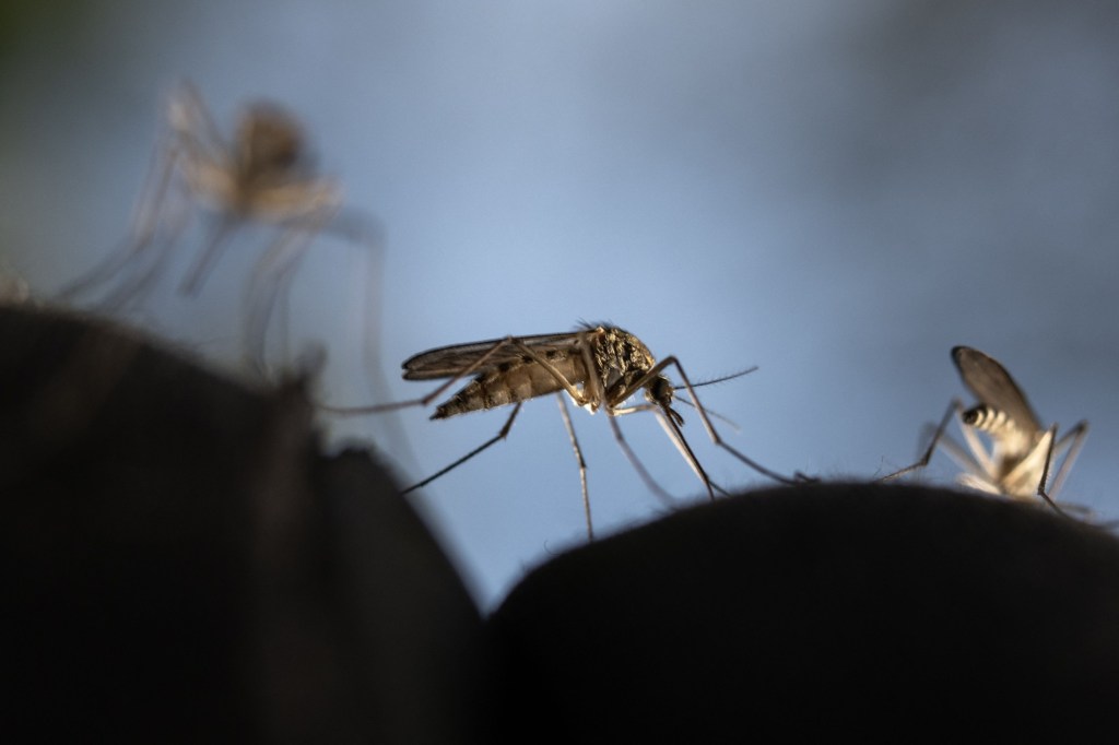 scientists-are-making-mosquitos-deaf-so-theyll-stop-having-sex