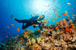 scientists-discover-worlds-largest-coral-shipwreck