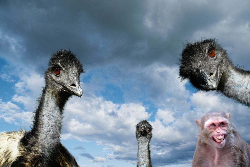 south-carolina-escaped-emu-problem-on-top-of-that-monkey-thing