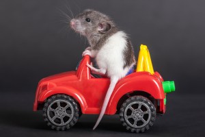 teach-rat-drive-joy-ride