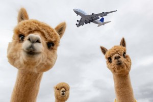 this-airport-will-offer-llama-therapy-to-help-calm-your-pre-flight-nerves