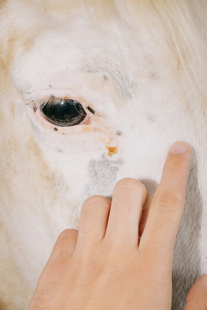 A beautiful white Italian horse