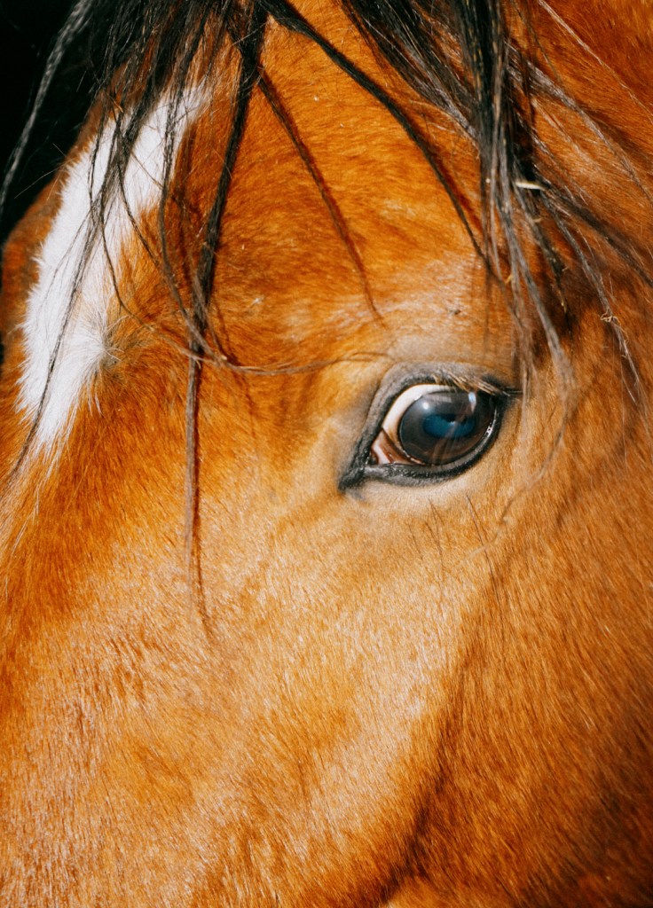 A beautiful brown Italian horse